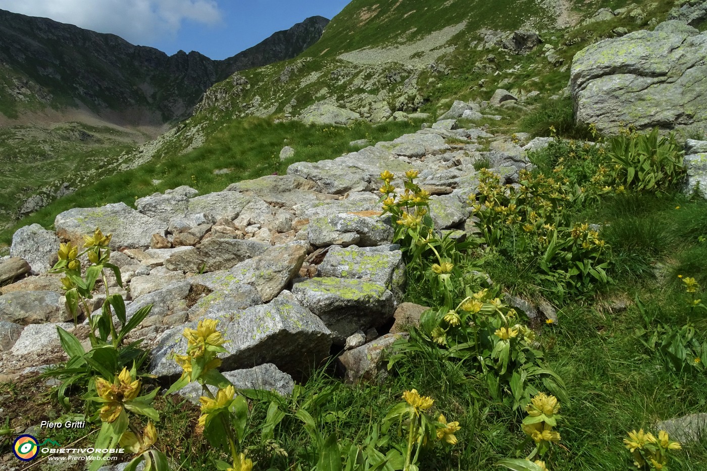 33 Estese fioriture di Genziana punteggiata (Gentiana punctata) .JPG